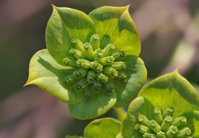 Bupleurum_lancifolium
