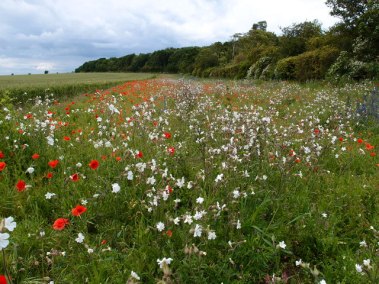 Conservation headland by an arable field - copyright Michale Trolove