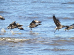 Geese at the Naze - credit Ben Eagle