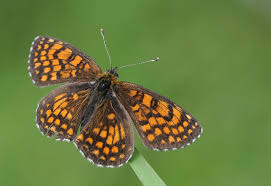 Heath Fritillary (Melitaea athalia)