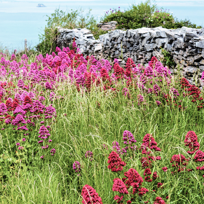 red-valerian-at-berry-head-pink-lo-res