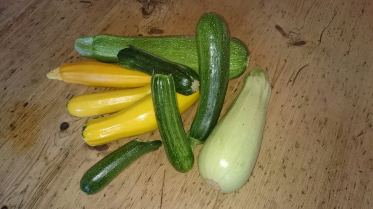 20133638_10155596490082277_483881515_o