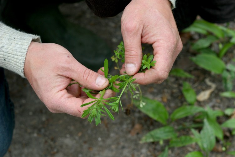Goosegrass